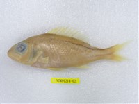 藏品(花笛鯛)的圖片